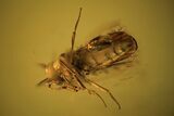 Fossil Wasp (Hymenoptera) In Baltic Amber - Fantastic Eyes #105477-3